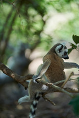 Baby lemur on branch of tree