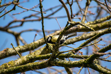 great tit or Parus major, Bruges, Belgium