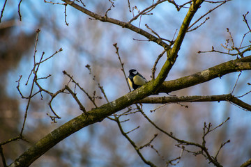 great tit or Parus major, Bruges, Belgium