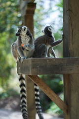 Two lemurs eating