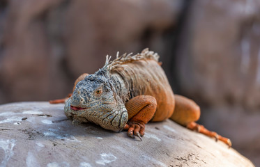 iguana on rock