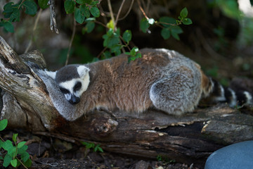 lemur sleeping in a tree © JRoaPhoto