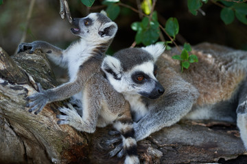 ring tailed lemur on branch of a tree