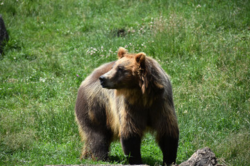 Brown grizzly bear on fours facing left