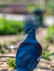 Crowned Pigeon