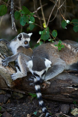 ring tailed lemur on branch of tree