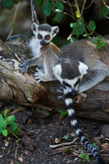 Baby and mother lemur laying