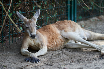 Kangaroo lying in nature reserve