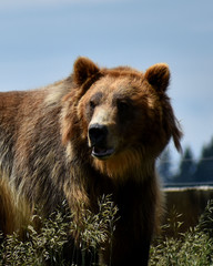 Brown grizzly bear looking left close up