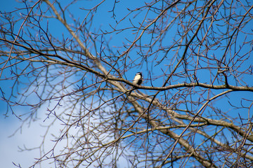 great tit or Parus major, Bruges, Belgium