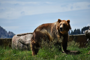 Brown grizzly bear looking left in field
