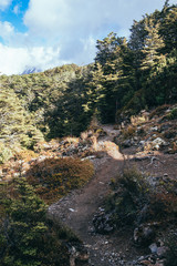 Pathway at Tongariro Northern Circuit trek