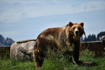 Brown grizzly bear facing front
