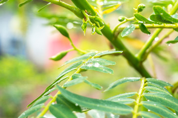 Beautiful green leaf with drops of water.