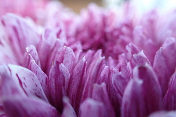 closeup of purple flower