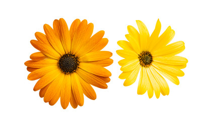 Osteosperumum Flower Daisy Isolated