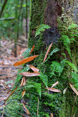 Ranomafana, Madagascar - 27 mei 2019