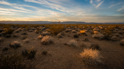 Evening in the Desert