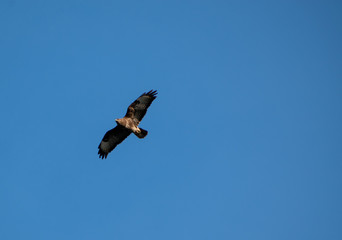 Common buzzard cirlcing above Oviedo, Spain 