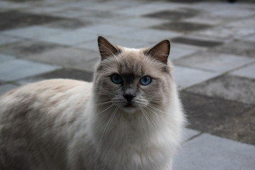 Obraz premium Longhair white cat with intense blue eyes