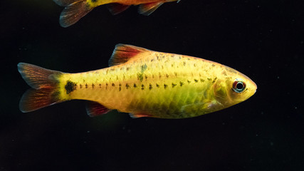 A female gold barb in an aquarium