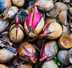Acorn or oaknut slowly sprouting in early spring.