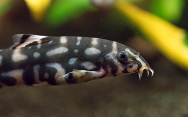 A juvenile polka-dot loach (Botia kubotai) in an aquarium
