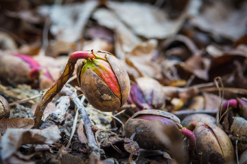 Acorn or oaknut slowly sprouting in early spring. © WI