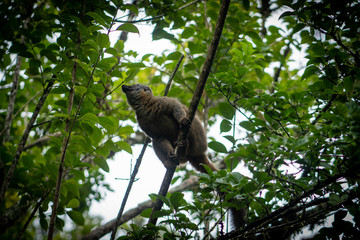 Ranomafana, Madagascar - 27 mei 2019