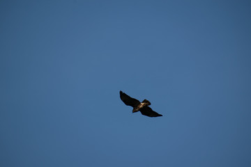 Common buzzard cirlcing above Oviedo, Spain 