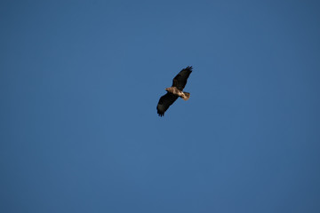 Common buzzard cirlcing above Oviedo, Spain 