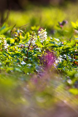 Beautiful spring flower corydalis in forest.