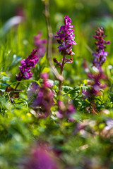 Beautiful spring flower corydalis in forest.