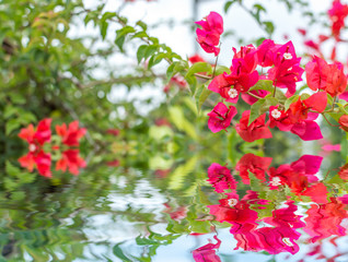 Red bougainvillea flower close up with reflection