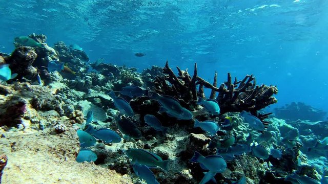 Scuba diving with a parrot fishes school - Underwater ser life
