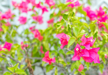 Pink bougainvillea flower close up
