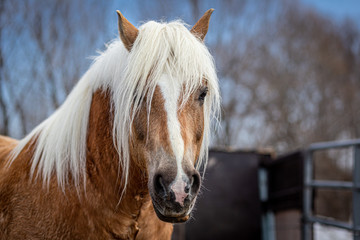 Portrait Of A Horse