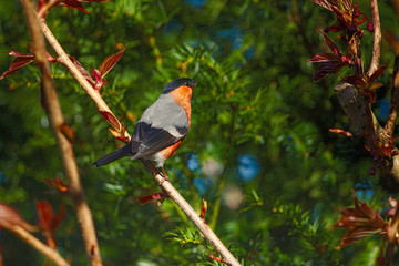 Fototapete bei efototapeten.de bestellen   