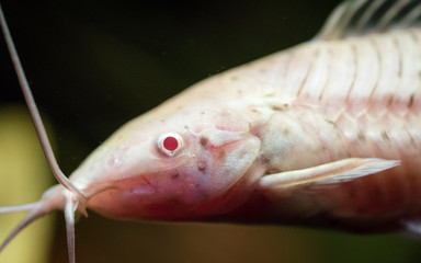 A close-up of an albino spotted hoplo (Megalechis thoracata) female's head