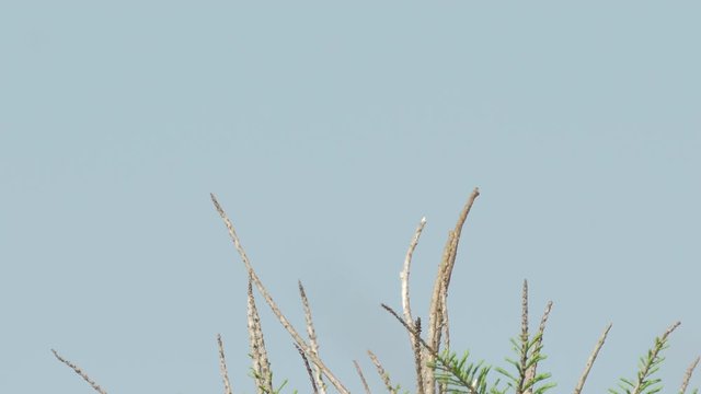 Small black and white loggerhead shrike bird hops down fro perch then flies off