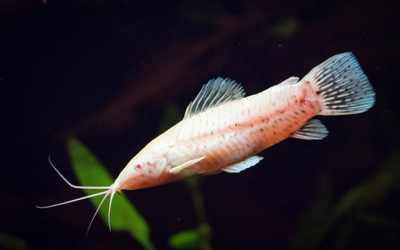 An albino spotted hoplo (Megalechis thoracata) female swimming in an aquarium