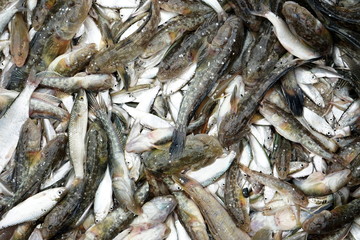 Fishermen's catch in an old boat