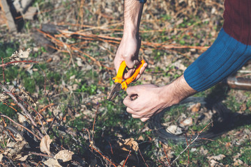 Fototapeta premium young man with pliers cuts wire