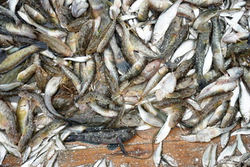 Fishermen's catch in an old boat