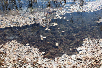 water and stones
