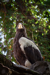 Sturdy steller's sea-eagle