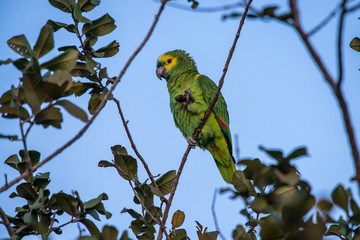Blue fronted Parrot photographed in Corumba, Mato Grosso do Sul. Pantanal Biome. Picture made in 2017.