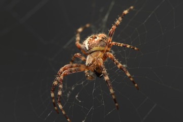spider on web