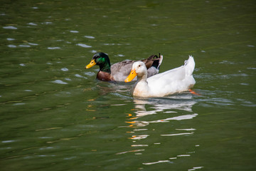 Mallard Duck pair swimming at Lake Acworth in Georgia.