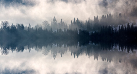 Image abstraite avec forêt brumeuse qui ressemble à des ondes sonores.